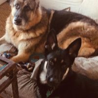 Champ y Major: conocé a las mascotas que tendrá la Casa Blanca en la era Biden