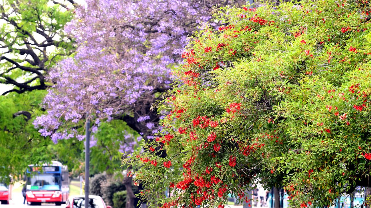 Buenos Aires florece  parte dos