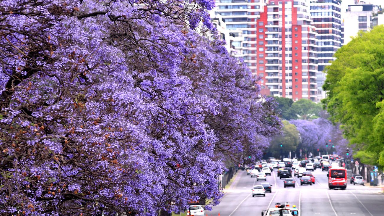 Buenos Aires florece  parte dos