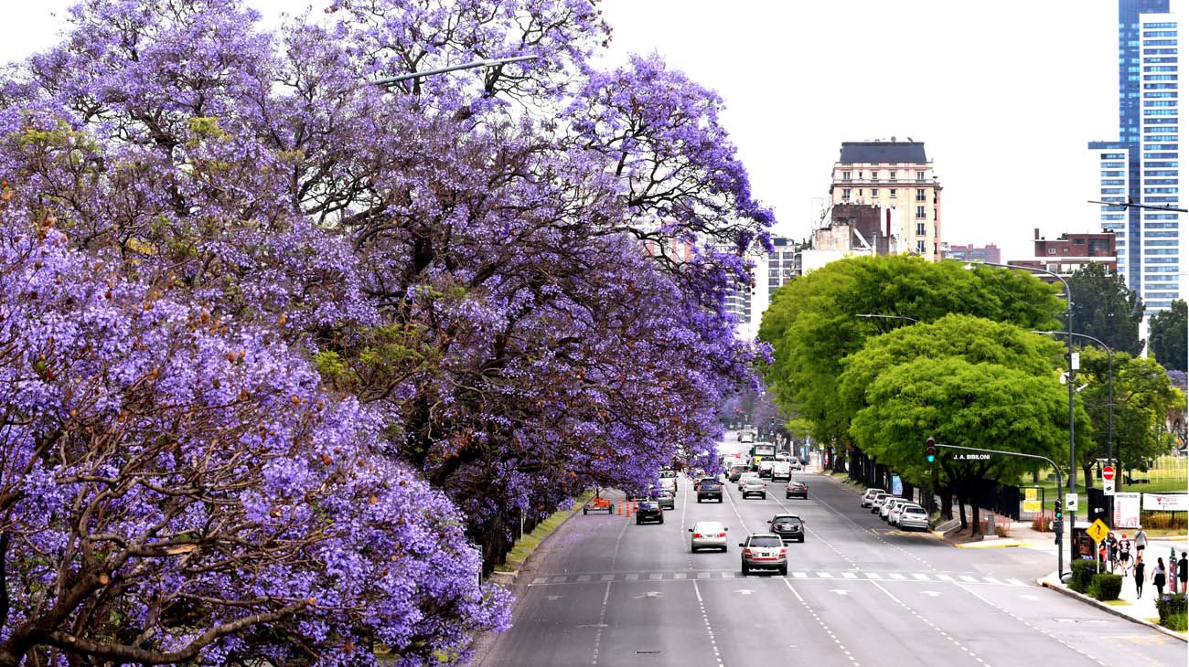 Buenos Aires florece  parte dos