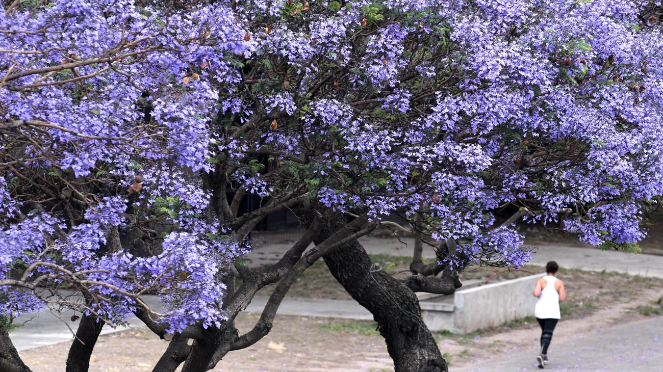 Buenos Aires florece  parte dos