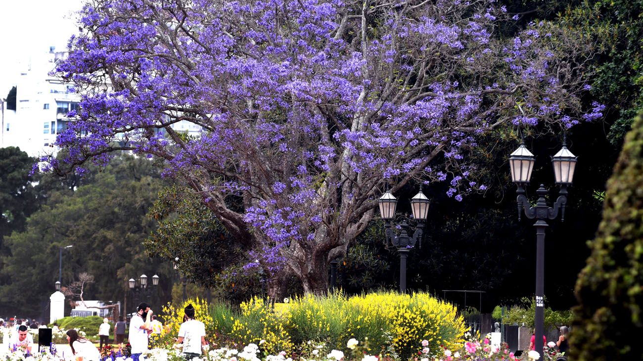 Buenos Aires florece  parte dos