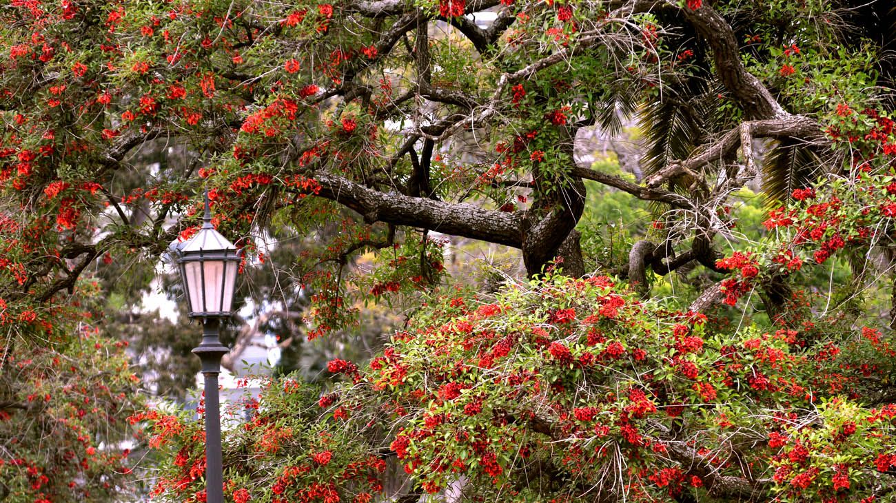 Buenos Aires florece  parte dos