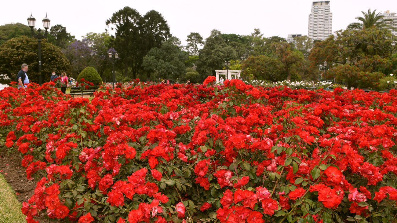 Buenos Aires florece  parte uno