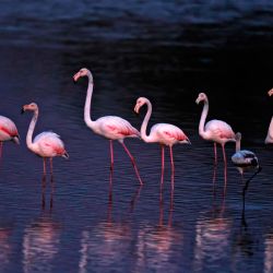 La fotografía muestra una bandada de grandes flamencos migratorios en el lago Agamon Hula en el valle de Hula en el norte de Israel. | Foto:Menahem Kahana / AFP