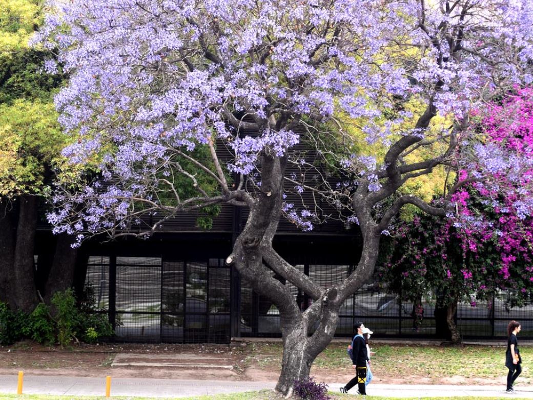 El florecimiento de los jacarandás tiñó la Ciudad de violeta en noviembre |  Perfil
