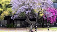 Buenos Aires florece  parte dos 20201114