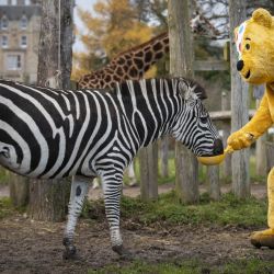 Escocia, Stirling: Pudsey Bear visita Blair Drummond Safari Park cerca de Stirling para ayudar a los cuidadores a alimentar a las cebras. | Foto:Jane Barlow / PA Wire / DPA
