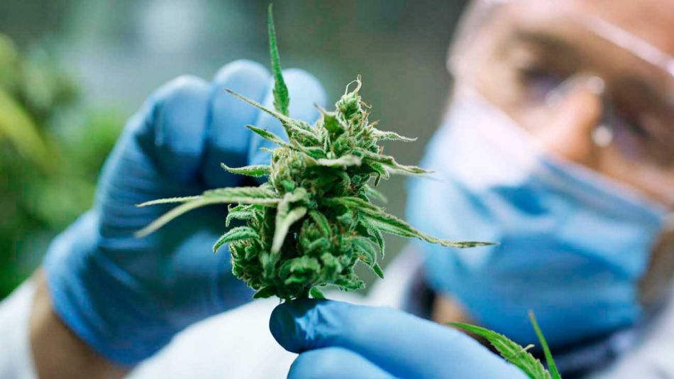 20201115_cannabis_cedoc_g