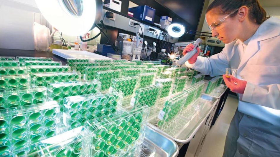 Bayer 20201116