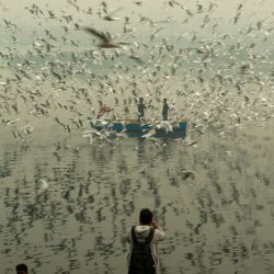 India, Nueva Delhi: un hombre toma fotografías para las gaviotas que vuelan a lo largo del río Yamuna durante el inicio de la temporada de migración invernal. | Foto:Pradeep Gaur / DPA