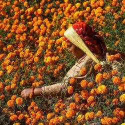 Una mujer cosecha flores de caléndula antes del próximo festival hindú Tihar en la aldea de Ichangu Narayan, en las afueras de Katmandú. | Foto:Prakash Mathema / AFP
