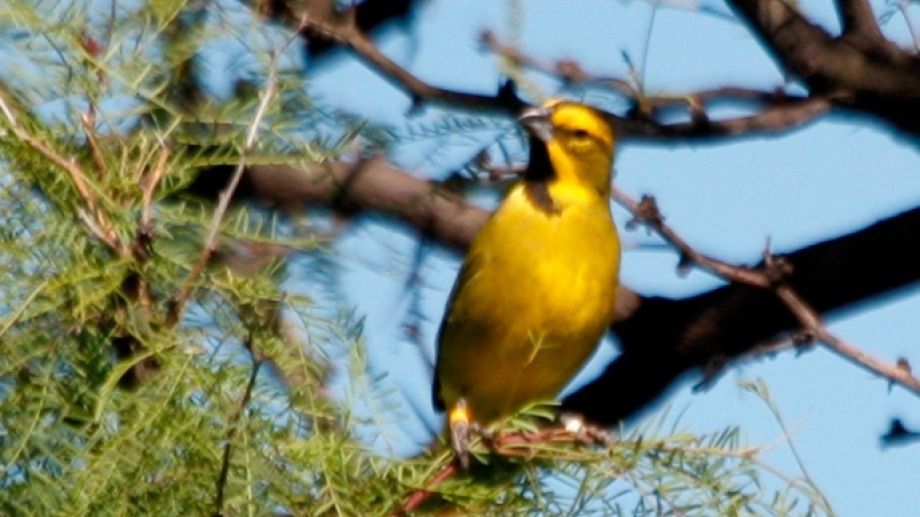 Mirá cómo liberaron a estos tres cardenales amarillos que se encontraban en rehabilitación