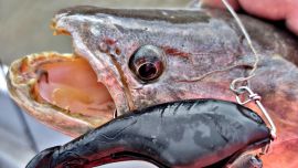 Pesca de tarariras en San Pedro. ¡Volvimos a pescar!