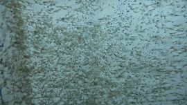 Siembran alevinos de pejerrey para combatir los mosquitos del dengue