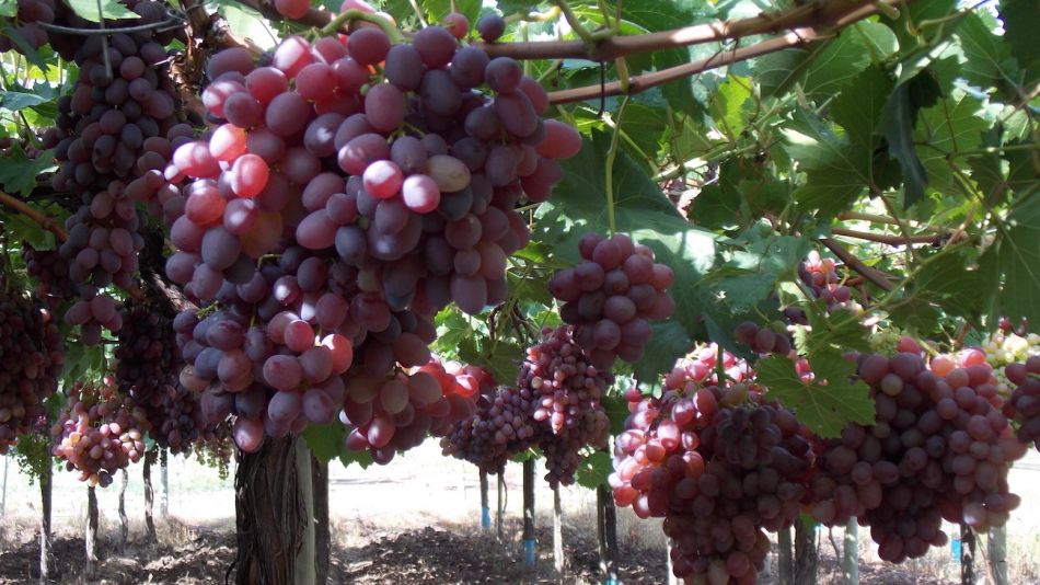 Uvas sin semilla