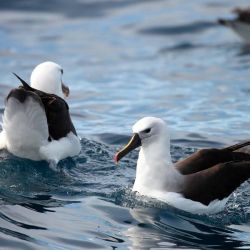 Su tierra es un refugio muy preciado por el albatros de nariz amarilla que está en serio peligro de extinción.