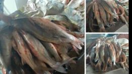 A pesar de la veda, la pesca ilegal se impone en el río Paraná