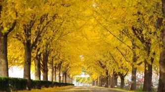 Ginkgo Biloba
