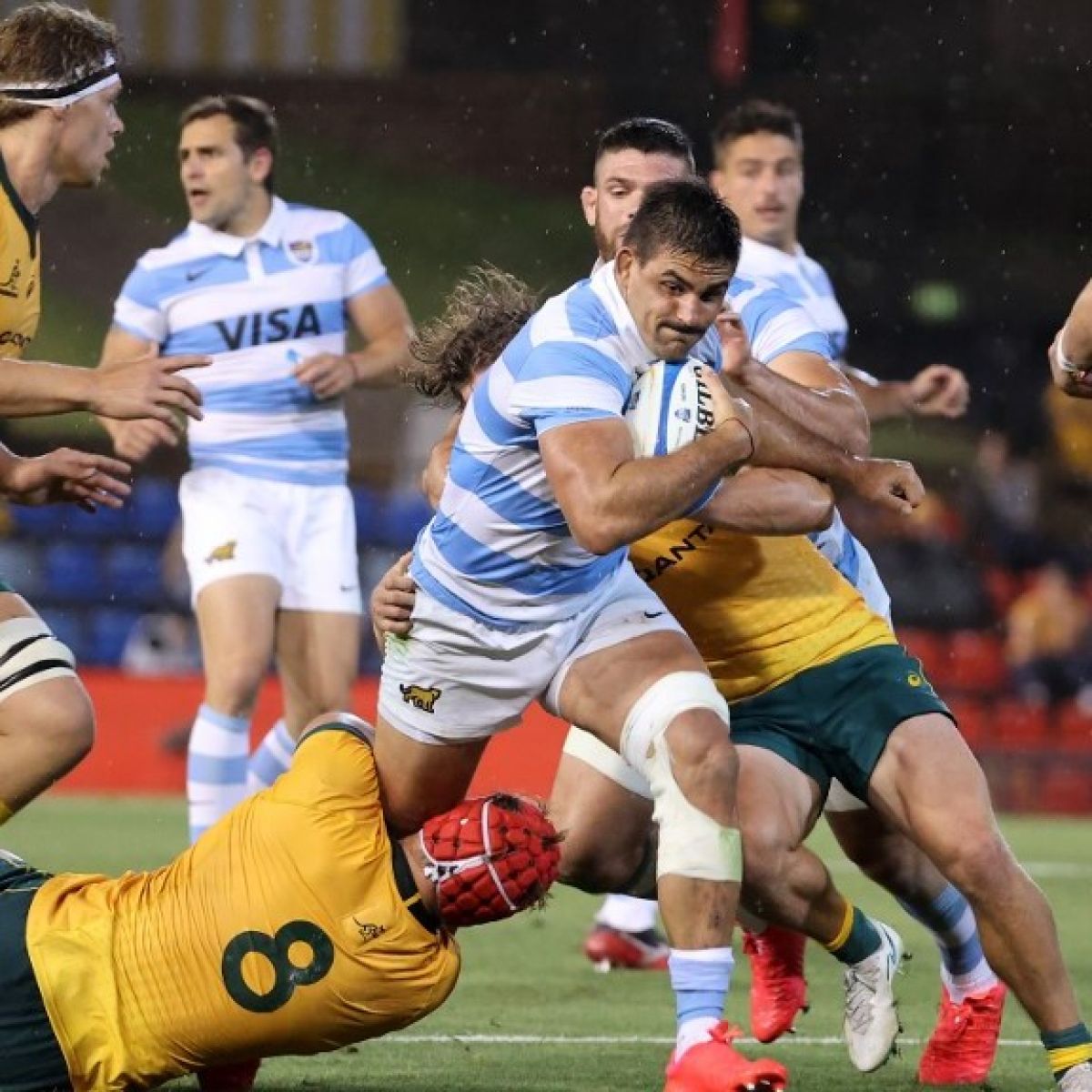Los pumas wallabies