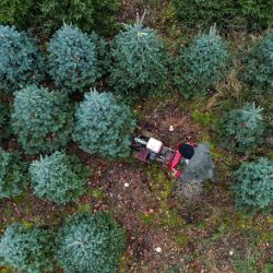 Inglaterra, Watlington: Un trabajador de una granja de árboles de Navidad corta árboles de Navidad que se venderán en línea por primera vez este año, además de la tienda de la granja. | Foto:Steve Parsons / PA Wire / DPA