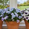 Flores azules de fácil cultivo