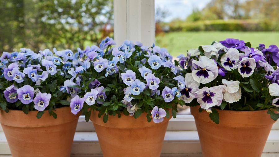 Flores azules de fácil cultivo