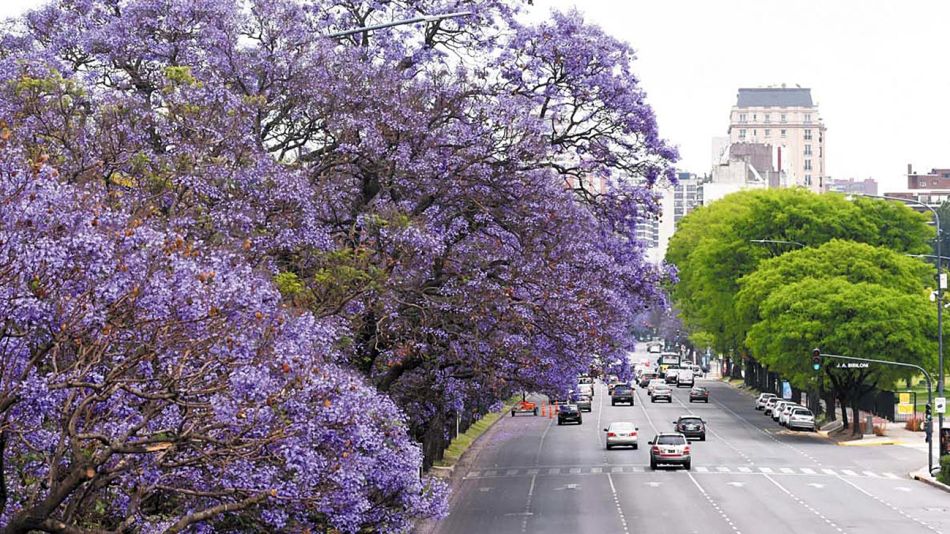 20201122_jacaranda_ciudad_cedoc_g