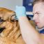 Otitis en los perros
