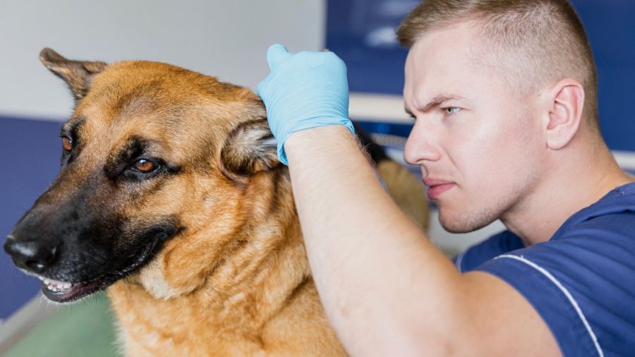 Otitis en los perros