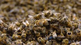 Los científicos compararon datos sobre la aparición de especies de abejas con una lista de verificación de más de 20.000 ejemplares.