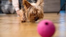 Juegos como “¡Busca la pelota!” permiten mantener activos a los perros también en el interior de la vivienda. Foto: Christin Klose/dpa
