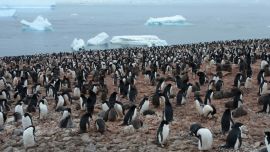 Los turistas se sorprendieron ante la gran cantidad de pingüinos junto a sus crías.