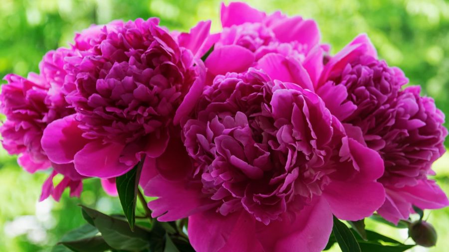 Esta flor despide un delicado aroma. Las hay en varios colores: rojo, violeta, rosado y blanco.