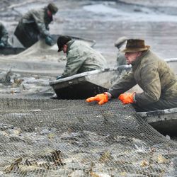 República Checa, Klatovy: pescadores de la empresa Klatovy Fish tiran de una red del estanque Kovein. | Foto:Miroslav Chaloupka / CTK / DPA
