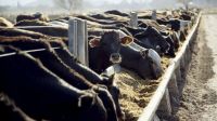  Baja en la reposición de feedlots.