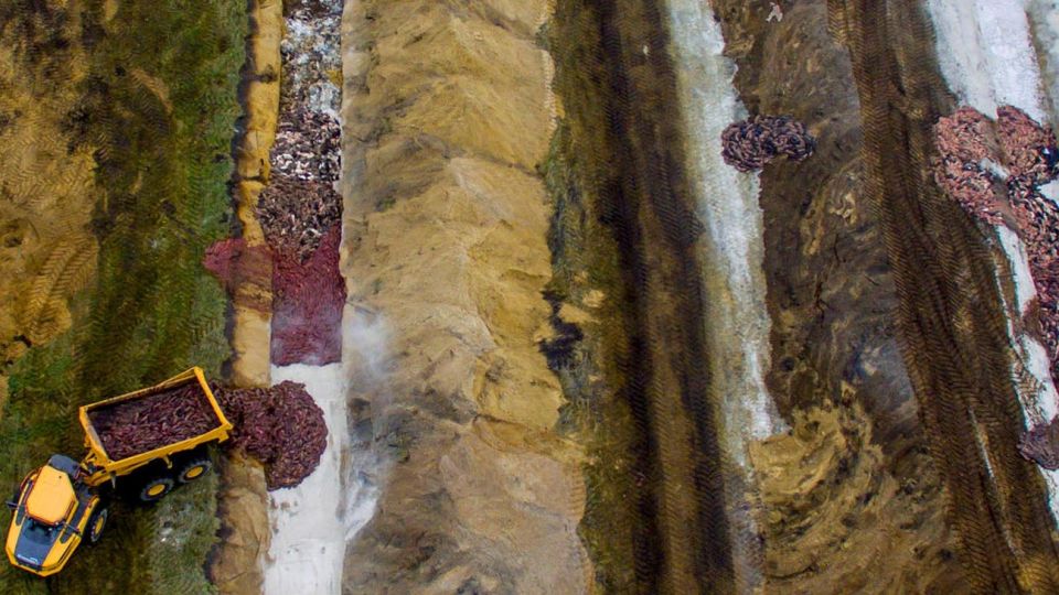 Los “visones zombies” sacrificados en Dinamarca causan alarma al salir de sus tumbas