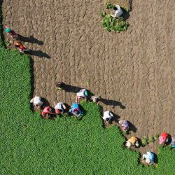 Foto aérea de trabajadores que trabajan en un campo en Karaniganj, en las afueras de Dhaka. | Foto:Munir Uz Zaman / AFP