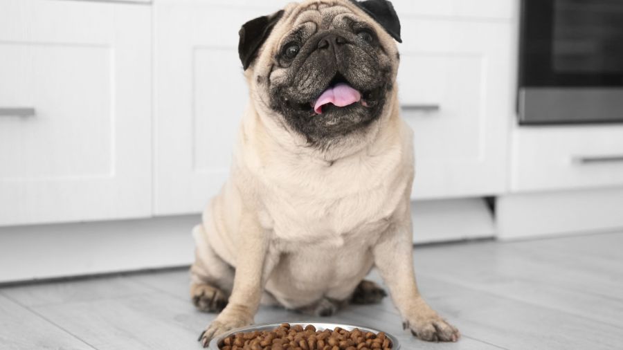 Perros y gatos a dieta