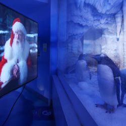 Inglaterra, Londres: los pingüinos Gentoo ven películas navideñas en el acuario Sea Life de Londres. | Foto:Yui Mok / PA Wire / DPA