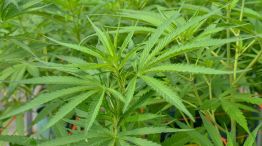 Jujuy Cannabis 20201202