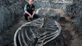 El impresionante cetáceo estaba enterrado a 12 kilómetros de la costa de Samut Sakhon, al suroeste de Bangkok.