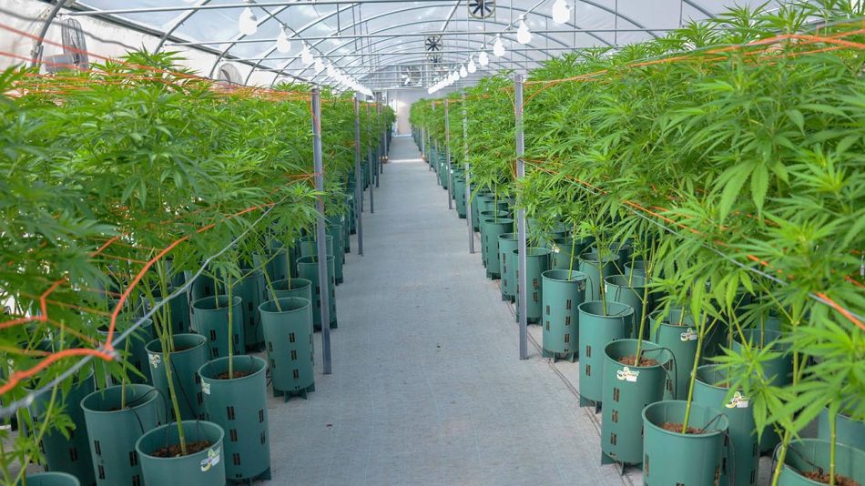 Jujuy Cannabis 20201202