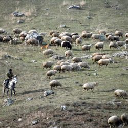 Un pastor conduce un rebaño de ovejas en el distrito de Lachin hacia la ciudad de Goris. | Foto:Karen Minasyan / AFP