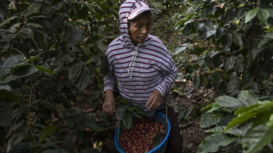 A Coffee Harvest As Guatemala's Crop Shrinks