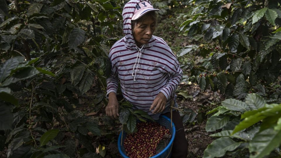 A Coffee Harvest As Guatemala's Crop Shrinks
