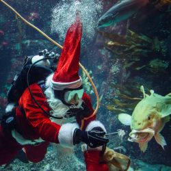 Timo Kaminski del acuario Multimar Wattforum en Toenning, en el norte de Alemania, usa un disfraz de Papá Noel mientras alimenta un bacalao durante un evento promocional. | Foto:Gregor Fischer / DPA / AFP