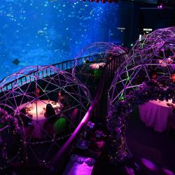 Las cenas se comen en cápsulas preparadas para el restaurante emergente Aqua Gastronomy dentro del S.E.A. de Resorts World Sentosa. Acuario, que funciona por las noches después del horario de visita del acuario, en Singapur. | Foto:Roslan Rahman / AFP