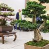 El arte japonés del bonsái