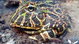 El escuerzo es un anfibio anuro que habita los pastizales templados de América del Sur.